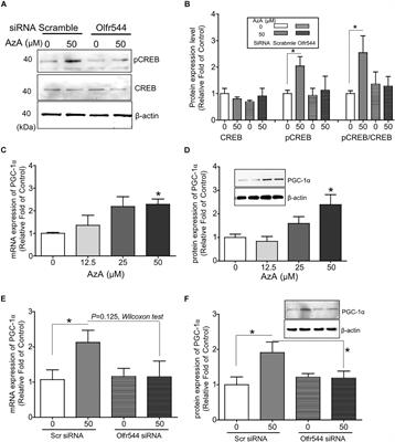 Azelaic Acid Induces Mitochondrial Biogenesis in Skeletal Muscle by Activation of Olfactory Receptor 544